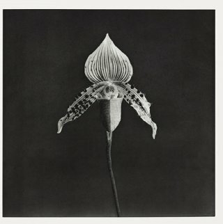 Orchid, 1986-87 - Robert Mapplethorpe